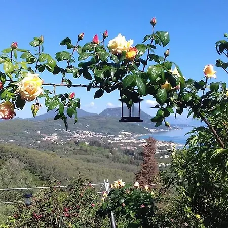 Sofia's * Mesongí